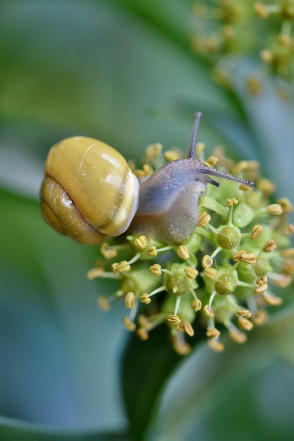 Allevamento Lumache per cosmesi naturale